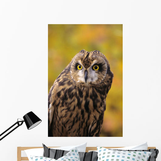 Colorado, View Of A Short Eared Owl Wall Mural