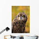 Colorado, View Of A Short Eared Owl Wall Mural