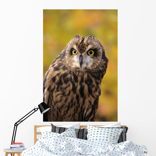Colorado, View Of A Short Eared Owl Wall Mural