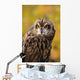 Colorado, View Of A Short Eared Owl Wall Mural