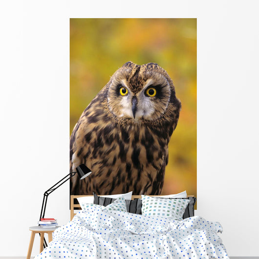 Colorado, View Of A Short Eared Owl Wall Mural