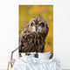 Colorado, View Of A Short Eared Owl Wall Mural