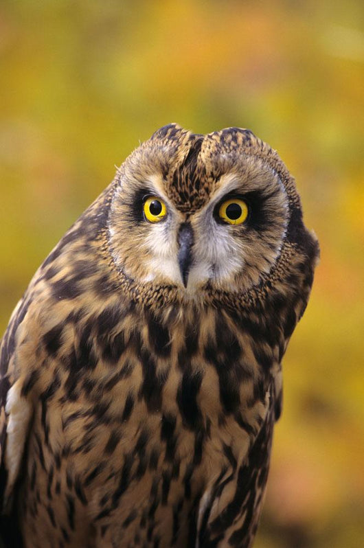 Colorado, View Of A Short Eared Owl Wall Mural