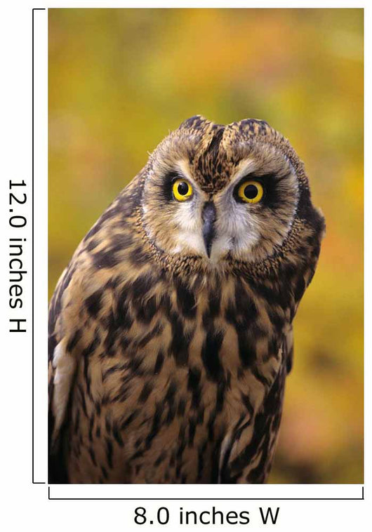 Colorado, View Of A Short Eared Owl Wall Mural