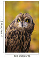Colorado, View Of A Short Eared Owl Wall Mural