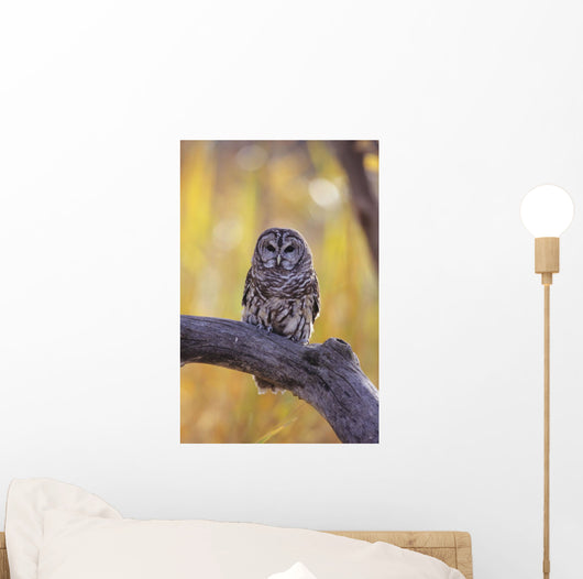 Dark Eyed Barred Owl perching on cottonwood tree Wall Mural