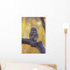 Dark Eyed Barred Owl perching on cottonwood tree Wall Mural
