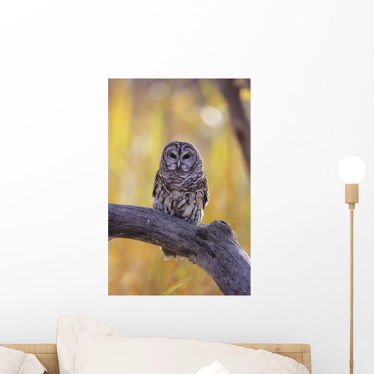 Dark Eyed Barred Owl perching on cottonwood tree Wall Mural