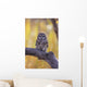 Dark Eyed Barred Owl perching on cottonwood tree Wall Mural