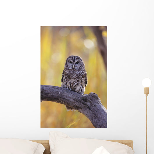 Dark Eyed Barred Owl perching on cottonwood tree Wall Mural
