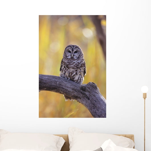 Dark Eyed Barred Owl perching on cottonwood tree Wall Mural