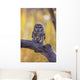 Dark Eyed Barred Owl perching on cottonwood tree Wall Mural