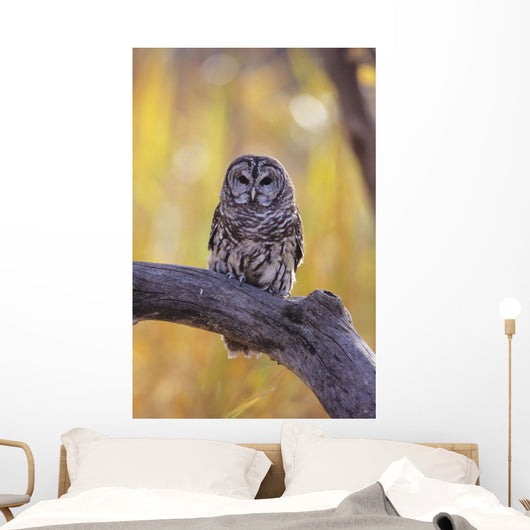 Dark Eyed Barred Owl perching on cottonwood tree Wall Mural