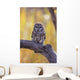 Dark Eyed Barred Owl perching on cottonwood tree Wall Mural