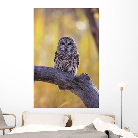Dark Eyed Barred Owl perching on cottonwood tree Wall Mural