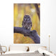 Dark Eyed Barred Owl perching on cottonwood tree Wall Mural