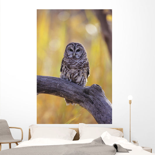 Dark Eyed Barred Owl perching on cottonwood tree Wall Mural