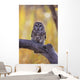 Dark Eyed Barred Owl perching on cottonwood tree Wall Mural