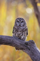 Dark Eyed Barred Owl perching on cottonwood tree Wall Mural