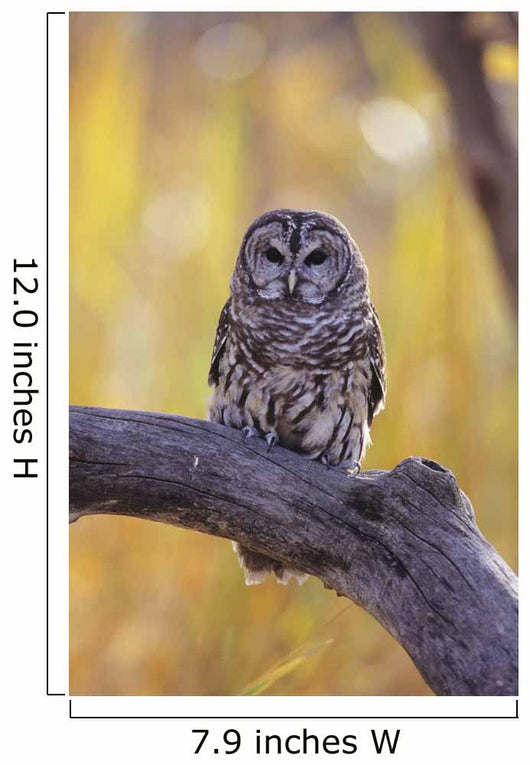 Dark Eyed Barred Owl perching on cottonwood tree Wall Mural
