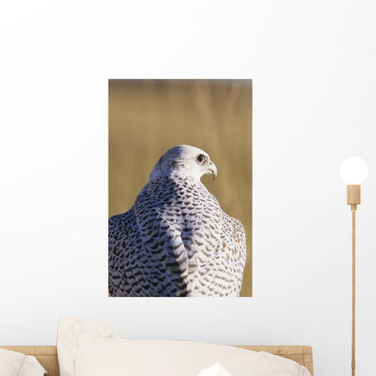 Close up view of back of Gyrfalcon in white color phase Wall Mural
