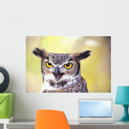 Close up of face of Great Horned Owl Wall Mural