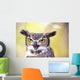 Close up of face of Great Horned Owl Wall Mural