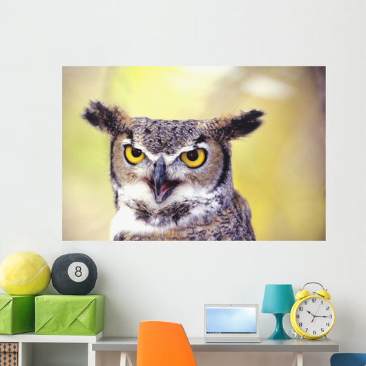Close up of face of Great Horned Owl Wall Mural