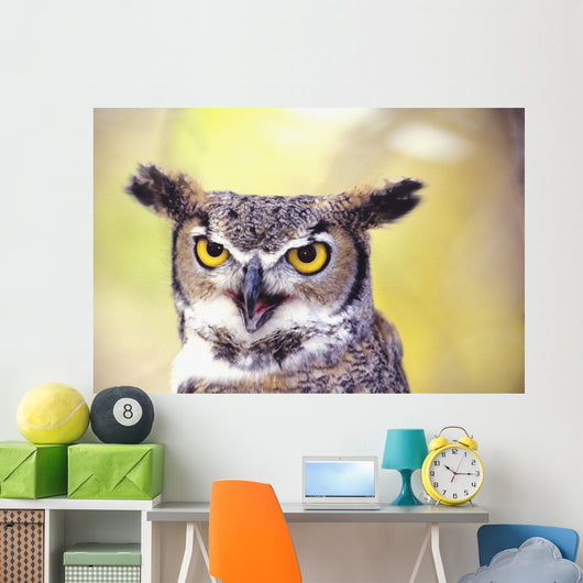 Close up of face of Great Horned Owl Wall Mural