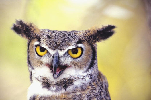 Close up of face of Great Horned Owl Wall Mural