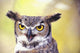 Close up of face of Great Horned Owl Wall Mural