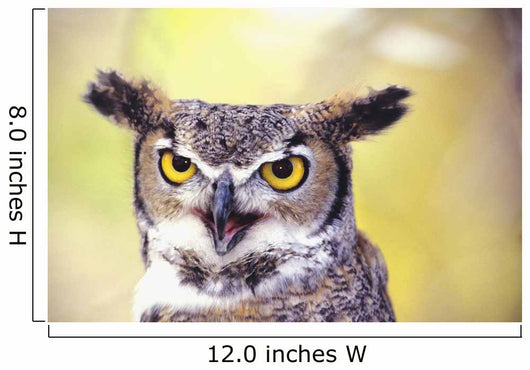 Close up of face of Great Horned Owl Wall Mural