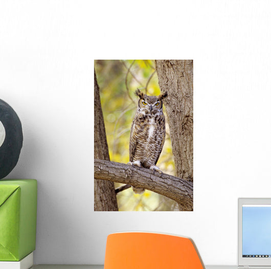 View of Brown Great Horned Owl sitting in Cottonwood tree Wall Mural