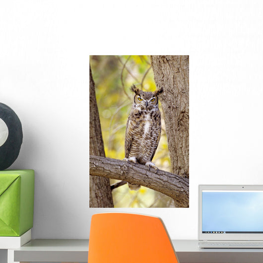 View of Brown Great Horned Owl sitting in Cottonwood tree Wall Mural