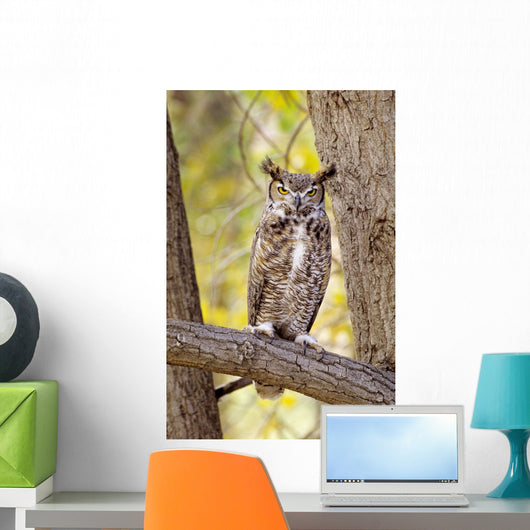 View of Brown Great Horned Owl sitting in Cottonwood tree Wall Mural