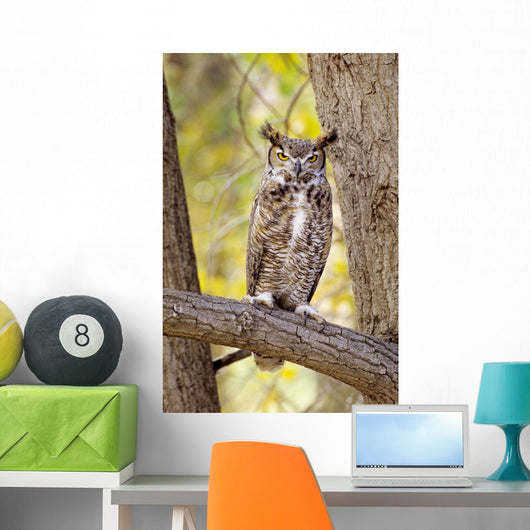 View of Brown Great Horned Owl sitting in Cottonwood tree Wall Mural