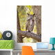 View of Brown Great Horned Owl sitting in Cottonwood tree Wall Mural