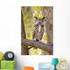 View of Brown Great Horned Owl sitting in Cottonwood tree Wall Mural