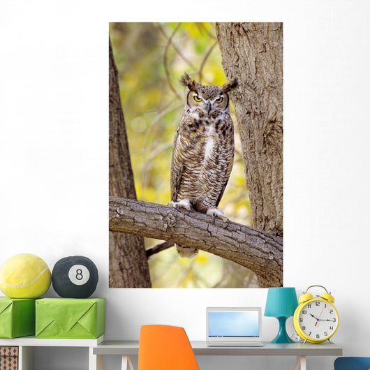 View of Brown Great Horned Owl sitting in Cottonwood tree Wall Mural