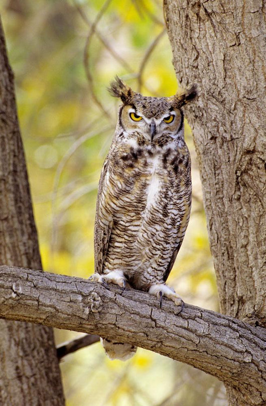 View of Brown Great Horned Owl sitting in Cottonwood tree Wall Mural
