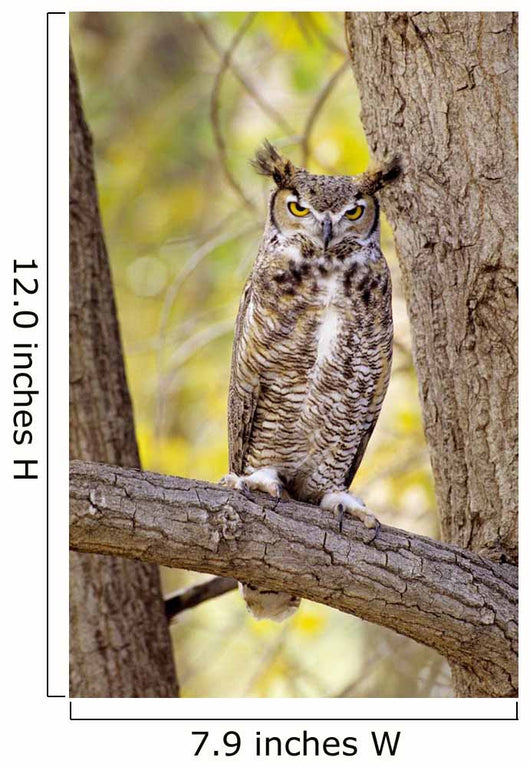View of Brown Great Horned Owl sitting in Cottonwood tree Wall Mural