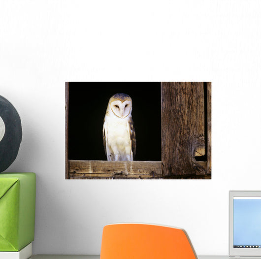 View Of A White Faced Barn Owl Sitting In Window Of Barn Wall Mural