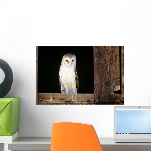View Of A White Faced Barn Owl Sitting In Window Of Barn Wall Mural
