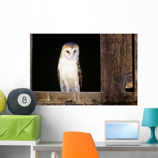 View Of A White Faced Barn Owl Sitting In Window Of Barn Wall Mural