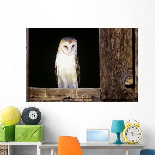 View Of A White Faced Barn Owl Sitting In Window Of Barn Wall Mural
