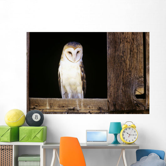 View Of A White Faced Barn Owl Sitting In Window Of Barn Wall Mural