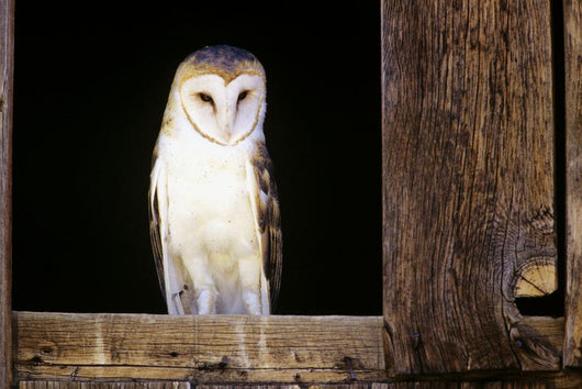 View Of A White Faced Barn Owl Sitting In Window Of Barn Wall Mural