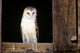 View Of A White Faced Barn Owl Sitting In Window Of Barn Wall Mural