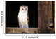 View Of A White Faced Barn Owl Sitting In Window Of Barn Wall Mural