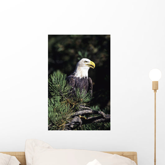 Closeup Of A Bald Eagle In Tree Wall Mural
